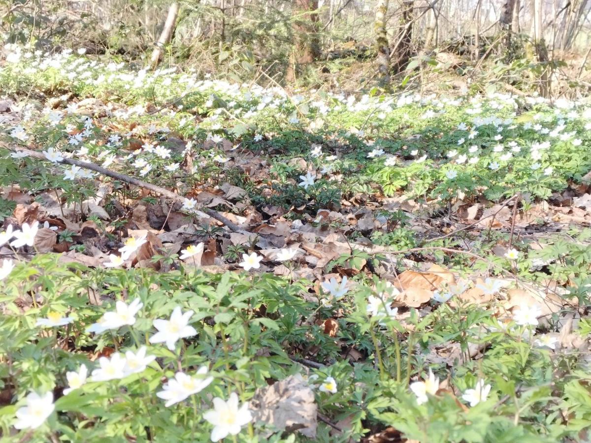 Les Hortensias La Souris Des Champs Étival-Clairefontaine Kültér fotó