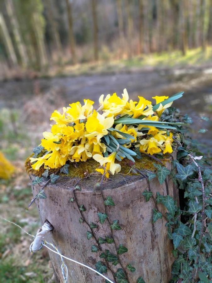 Les Hortensias La Souris Des Champs Étival-Clairefontaine Kültér fotó