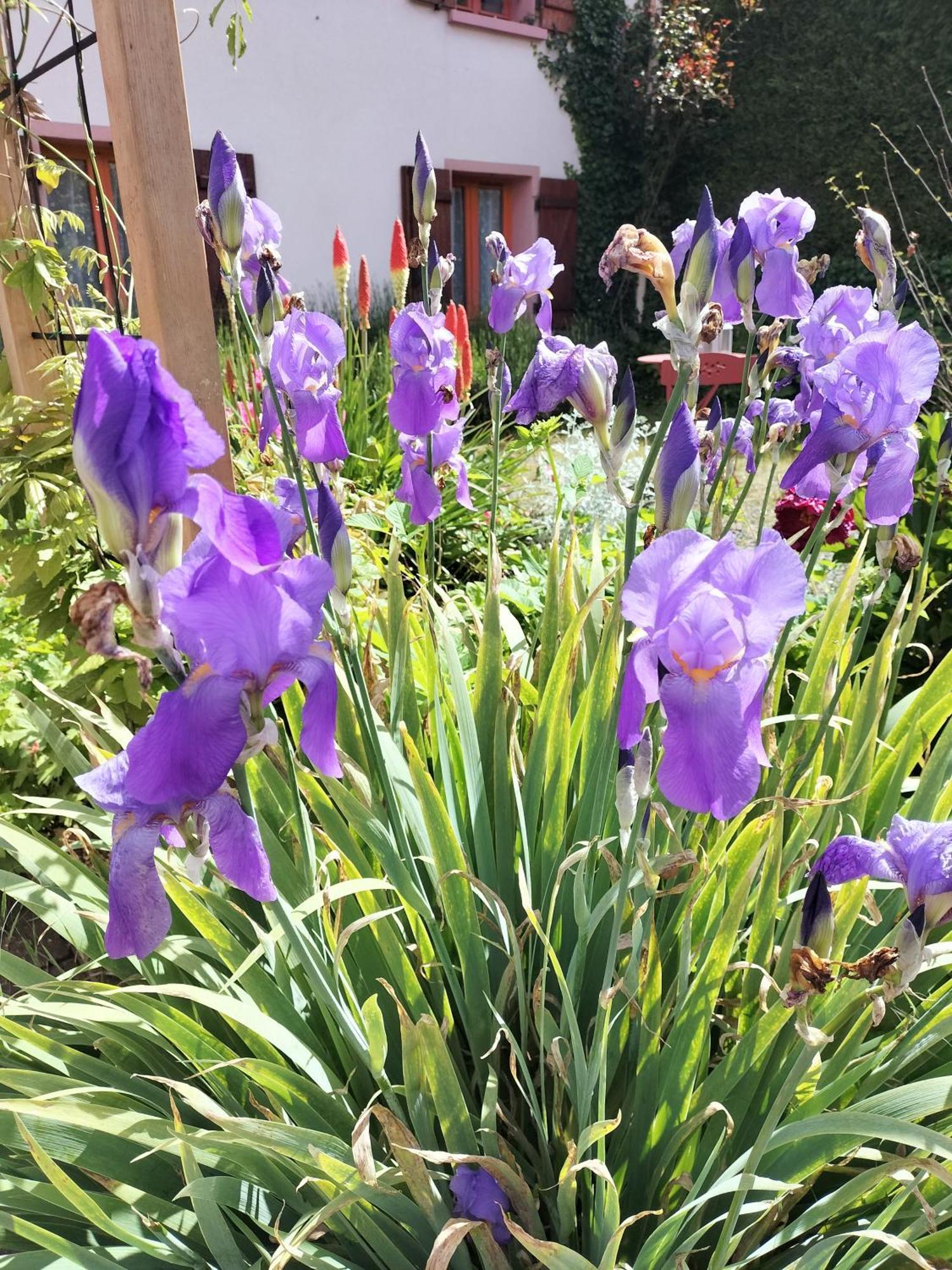 Les Hortensias La Souris Des Champs Étival-Clairefontaine Kültér fotó
